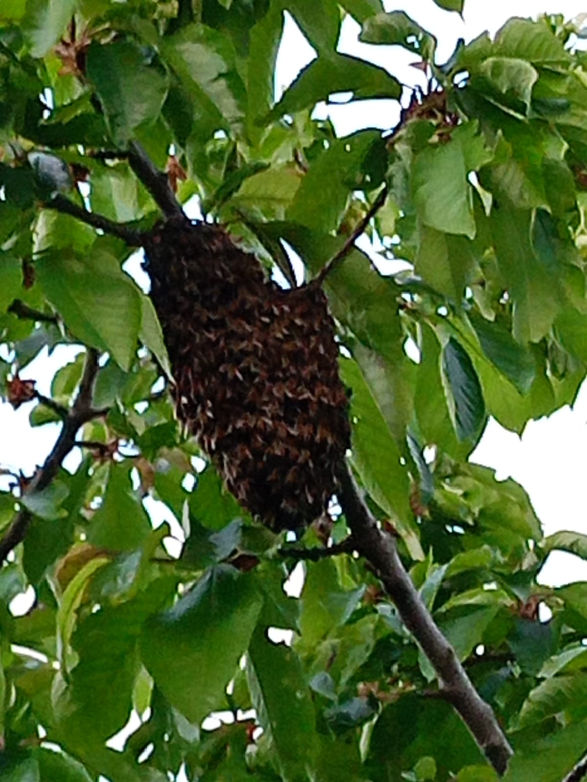 Golden Honeycomb